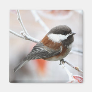 Chickadee im Winter Magnet
