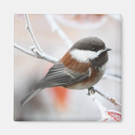Chickadee im Winter Magnet (Vorne)