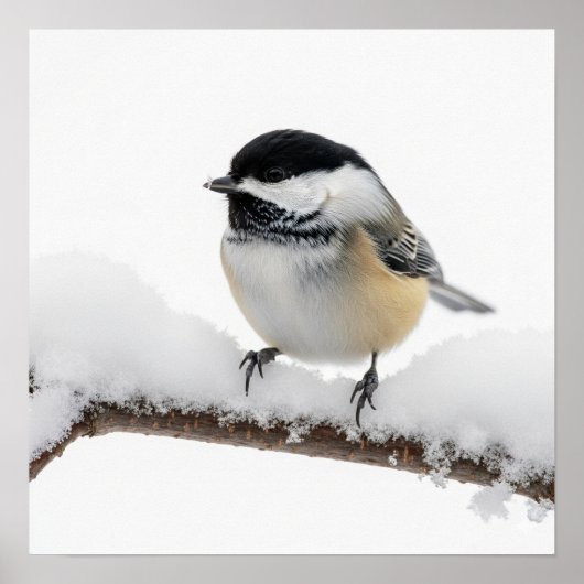 Chickadee im Winter Poster (Vorne)