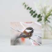 Chickadee im Winter Postkarte (Stehend Vorderseite)