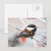 Chickadee im Winter Postkarte (Vorne/Hinten)