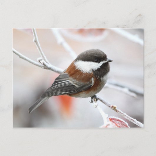 Chickadee im Winter Postkarte (Vorderseite)