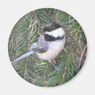 Chickadee in einer Kiefer Magnet
