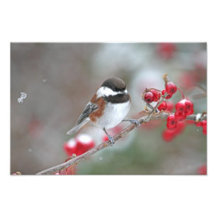 Chickadee in fallendem Schnee mit roten Beeren Fotodruck
