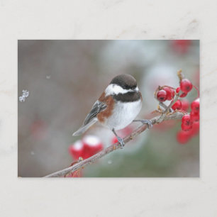 Chickadee in Falling Snow mit Red Berries Postkarte