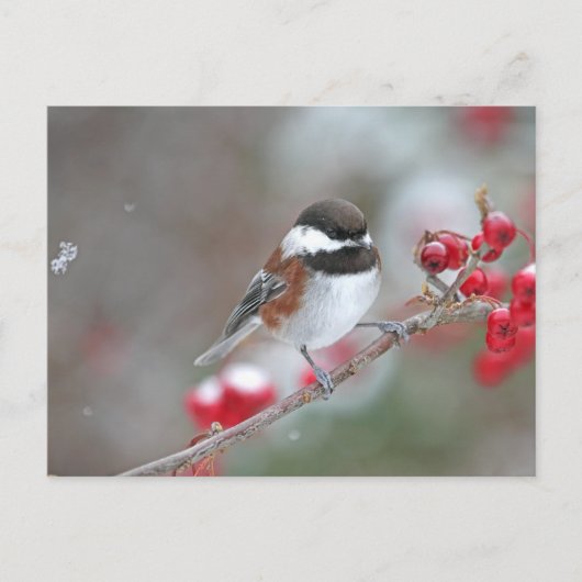 Chickadee in Falling Snow mit Red Berries Postkarte (Vorderseite)