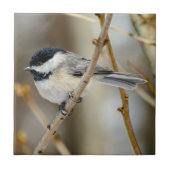 Chickadee Keramik Foto Tile Fliese (Vorderseite)