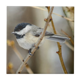 Chickadee Keramik Foto Tile Fliese
