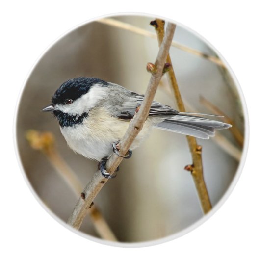 Chickadee-Keramik Keramikknauf (Vorderseite)