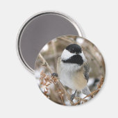 Chickadee Magnet (Vorderseite/Rückseite)