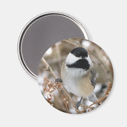 Chickadee Magnet (Vorderseite/Rückseite)