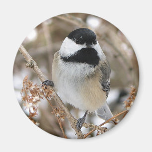 Chickadee-Magnet Magnet