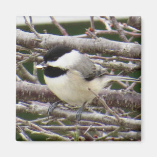 Chickadee-Magnet Magnet