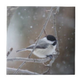 Chickadee mit schwarzer Kappe - Songbird Fliese (Vorderseite)
