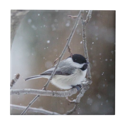 Chickadee mit schwarzer Kappe - Songbird Fliese (Vorderseite)