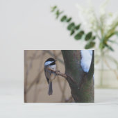 Chickadee Moment Postkarte (Stehend Vorderseite)