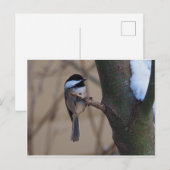 Chickadee Moment Postkarte (Vorne/Hinten)