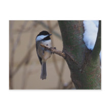 Chickadee Moment