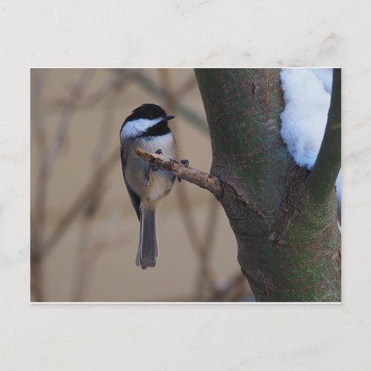 Chickadee Moment Postkarte (Vorderseite)