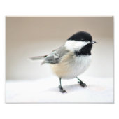 Chickadee nah fotodruck (Vorne)