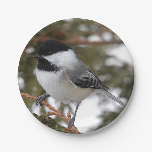 Chickadee Pappteller (Vorderseite)