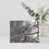 Chickadee Postcard Postkarte (Stehend Vorderseite)
