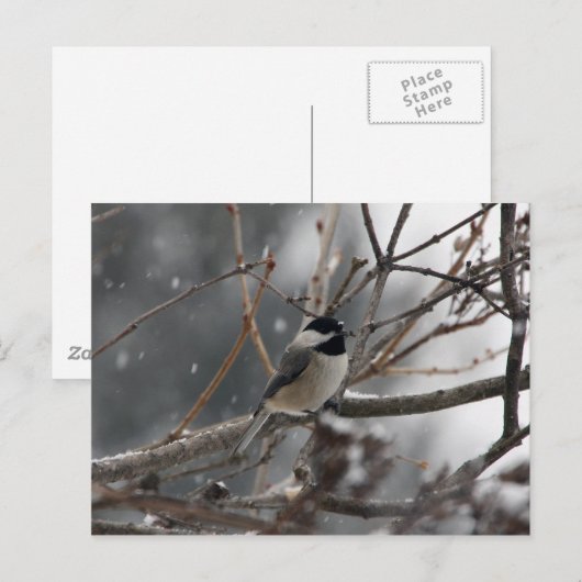 Chickadee Postcard Postkarte (Vorne/Hinten)