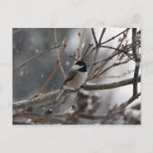 Chickadee Postcard Postkarte (Vorderseite)