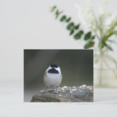 Chickadee Postcard Postkarte (Stehend Vorderseite)