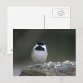 Chickadee Postcard Postkarte (Vorne/Hinten)