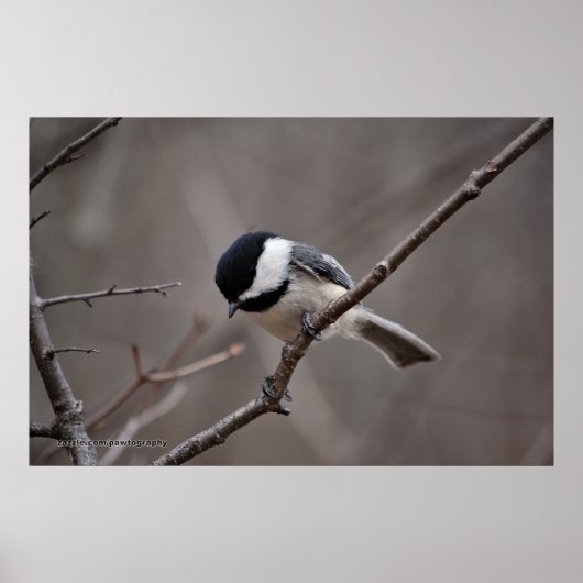 Chickadee Poster (Vorne)