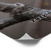 Chickadee Poster (Ecke)