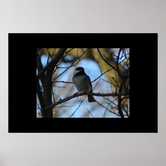 Chickadee Poster (Vorne)