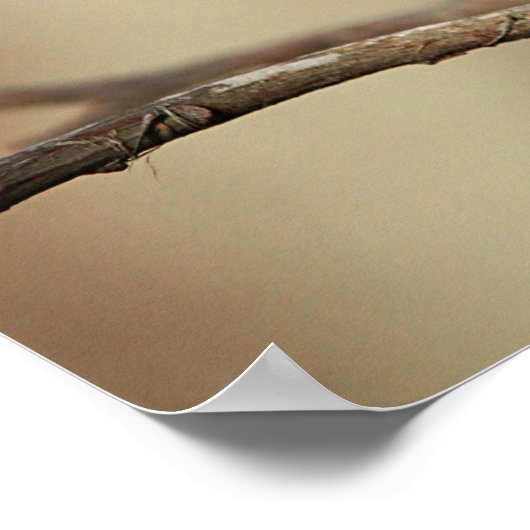 Chickadee Poster (Ecke)