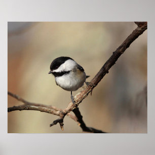 Chickadee Poster