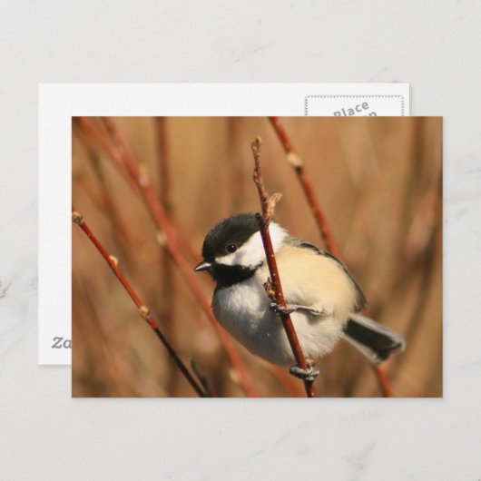 Chickadee Postkarte (Vorne/Hinten)