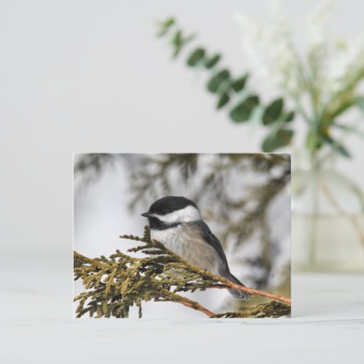 Chickadee Postkarte (Stehend Vorderseite)