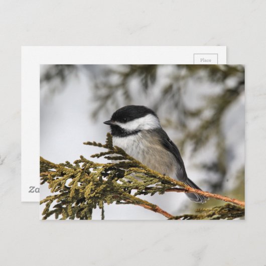 Chickadee Postkarte (Vorne/Hinten)