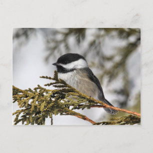 Chickadee Postkarte