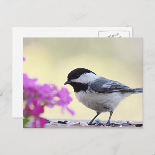 Chickadee Postkarte (Vorne/Hinten)