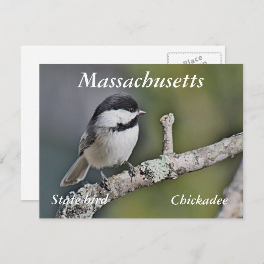 Chickadee Postkarte (Vorne/Hinten)