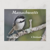 Chickadee Postkarte (Vorderseite)