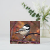 Chickadee Postkarte (Stehend Vorderseite)