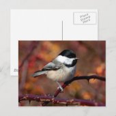 Chickadee Postkarte (Vorne/Hinten)