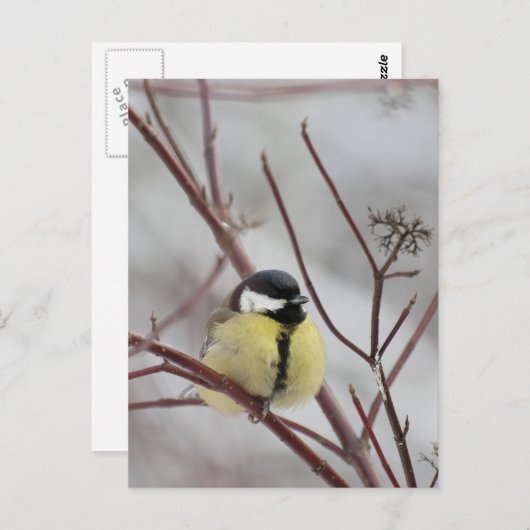 Chickadee Postkarte (Vorne/Hinten)