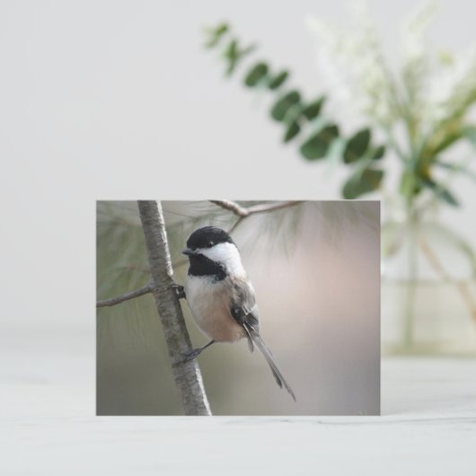 Chickadee Postkarte (Stehend Vorderseite)