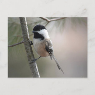 Chickadee Postkarte
