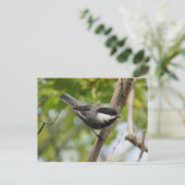 Chickadee Postkarte (Stehend Vorderseite)