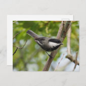Chickadee Postkarte (Vorne/Hinten)