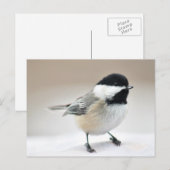 Chickadee Postkarte (Vorne/Hinten)